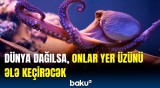 İnsanın varisi hesab olunan canlılar hansıdır? | Ekspertlər nələri üzə çıxardı?