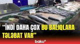 Yerli balıqlar ucuzlaşdı, amma... | Bazarda alıcılar və satıcılarla reportaj