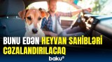 Bu ölkədə qaydalar sərtləşdirildi | Heyvan sahibi sürücülər hansı halda həbs ediləcək?