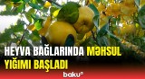 Saatlının heyva bağlarında bol məhsul müşahidə olunur