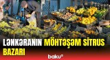 Tonlarla meyvənin satıldığı sitrus bazarından görüntülər | Satıcılar qiymətlərdən danışdı