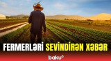 Aqrar Sığorta Fondu bu fermerlərə böyük məbləğdə ödəniş etdi