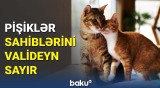 Pişiklər sahibləri yanlarında olmayanda nə hiss edir? | Səhv bilinən məlumatlar