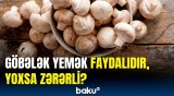 Ağ və şampinyon göbələkləri bu xəstəliyi məhv edir | Portuqaliyalı alimlərdən yeni kəşf