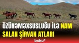 Azərbaycan təbiətinin incisi - Şirvan atları | Qobustandan görüntülər