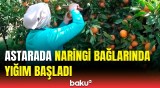 Rusiya yolu bağlandığı üçün zəiflikdir… | Fermerlər qiymətlərdən narazıdır