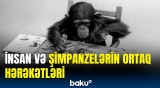 Şimpanzenin insanlara aid bacarıqları kəşf edildi | Meymunlar qozları görün necə qıra bilir