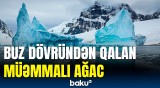 İqlim dəyişikliyi barədə vacib araşdırma | Mütəxəssislər nələri ortaya çıxardı?