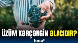 Xərçəngin kimyaterapiyasının nəticələrini yaxşılaşdıran təbii maddə kəşf edildi