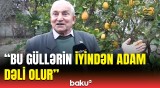 Qayınatasından yadigar qalan bağı gülüstana çevirən 76 yaşlı Mahir dayı