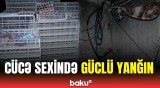 Fermadakı yanğında 4 min cücə tələf oldu | Ucar