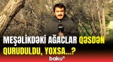 Yasamalda meşəlik məhv edilir? | Ağacların kəsilməsi ilə bağlı qurumdan açıqlama