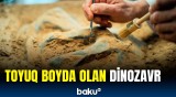 Dinozavrlar niyə yox olub? - Qədim heyvanlar haqqında maraqlı faktlar