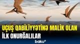 Bu onurğalılar səmanı necə fəth edib? | Alimlərdən maraqlı məlumatlar