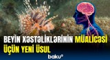 Bu yumurtalar qadınları hamiləliyə hazırlamağa qadirdir | Alimlərdən maraqlı araşdırma