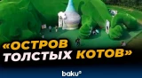 Более сотни бездомных котов нашли приют на тематическом острове Fat Cat Island в Китае