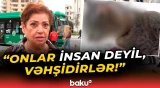 Sosial şəbəkədəki pişiklə bağlı bu görüntülər sakinləri özündən çıxardı
