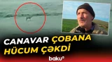 Cəlilabadda kənd sakinləri canavarla əlbəyaxa oldu - Baku TV