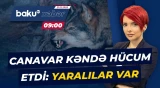 Şəkidə canavar kəndə hücum edərək sakinlərə xəsarət yetirib - Baku TV CANLI
