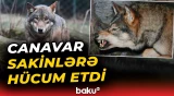 Şəkidə canavar kəndə hücum edərək sakinlərə xəsarət yetirib - Baku TV