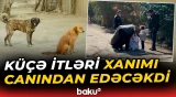 Gəncədə sahibsiz itlər qorxu saçır: Sakinlər narahatdır - Baku TV