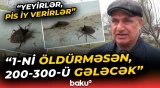 Elə sürətlə yayılır ki... | Bu zərərvericilər hər yeri basır! - "Mübarizə aparılmasa..." - Baku TV