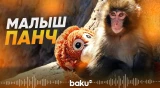 Обезьянка Панч – весь мир растроган этой историей - Baku TV | RU