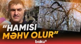 "Ancaq Astarada var, amma..." - Adı "Qırmızı kitab"a düşən bitki niyə məhv olmaq üzrədir? - Baku TV