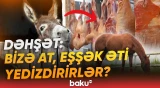 At və uzunqulaqlar hara yoxa çıxır? | Sayları kəskin azaldı, dəhşətli faktlar üzə çıxdı - Baku TV
