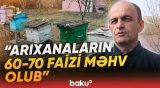 Özbəkistandan Azərbaycana təhlükəli arılar gətirilib? - Baku TV