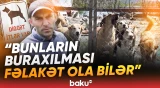 "Bu qədər iti hara aparım?!" | 400 heyvan sığınacaqdan niyə çıxarıldı? - Baku TV