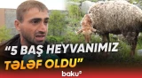 Qaxda canavarlar qoyun sürüsünə hücum etdi | Tələfat var - Baku TV