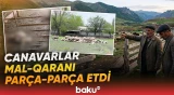Ucarda canavar sürüsü kəndə hücum etdi | Kənd sakini hadisədən danışdı - Baku TV