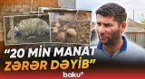 Şəkidə canavarlar kəndə hücum etdi | Təsərrüfat sahiblərinə ciddi ziyan dəyib - Baku TV