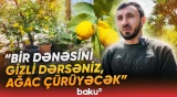 Şöhrəti hər yana yayılan məşhur Gəncə limonu - Baku TV