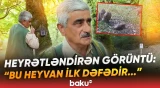 Lənkəranda təbiətin görünməyən üzü | Hansı heyvan yoxa çıxıb? - Kameraya düşənlər... - Baku TV