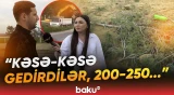 Xırdalanda ağacları kim kəsir? - Dövlət qurumu məsələyə münasibət bildirdi - Baku TV