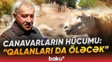 "Bura vəhşi heyvanla doludur" | Sakinlər çətin halda - "İnsana da hücum etsələr..." - Baku TV