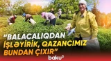 "Günə 30-40 manat qazanırıq" | Astara çayını keyfiyyətli edən sirr nədir? - Baku TV