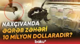 "Burada əqrəblər xüsusi üsulla yetişdirilir" | Əqrəb zəhərləri necə istifadə olunur? - Baku TV