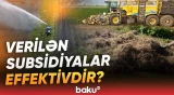 Kənd təsərrüfatı üzrə subsidiyalarla bağlı müzakirə yaradan məsələlər - Baku TV