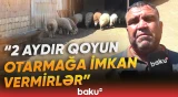 Cəlilabadda kənd sakinləri təhlükə ilə üz-üzə | Canavarların hücumu artıb - Baku TV