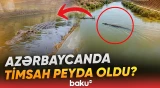 Baş Şirvan kollektorunda timsah peyda olduğu iddia edilir - Baku TV