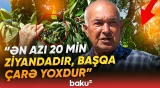 “Hamısı yanıb gedib” | Qubalı fermerlər çıxılmaz vəziyyətdə qaldı - Baku TV