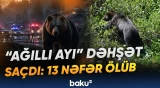Bu ərazidə məktəblər bağlandı | Ayı hücum etdi, qorxulu anlar yaşandı - Baku TV