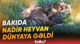 Zooparkda nadir hadisə | "Qonur ayıdan sonra ən böyük 3-cü yırtıcıdır" - Baku TV