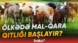 Ekspertlər xəbərdarlıq edir: Mal-qaranın azalması bazarda... - Baku TV