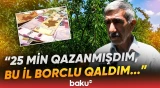 "Yığmaqdansa, ağacda qalması yaxşıdır" | Fermerlərin başına oyun açan bəla - Baku TV