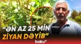 Salyanda qeyri-sabit hava fermerlərin məhsul və təsərrüfatlarına ziyan vurub - Baku TV