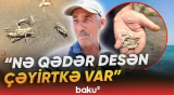 Novxanı sahillərində qeyri-adi mənzərə | Ərazini çəyirtkələr basıb - Baku TV